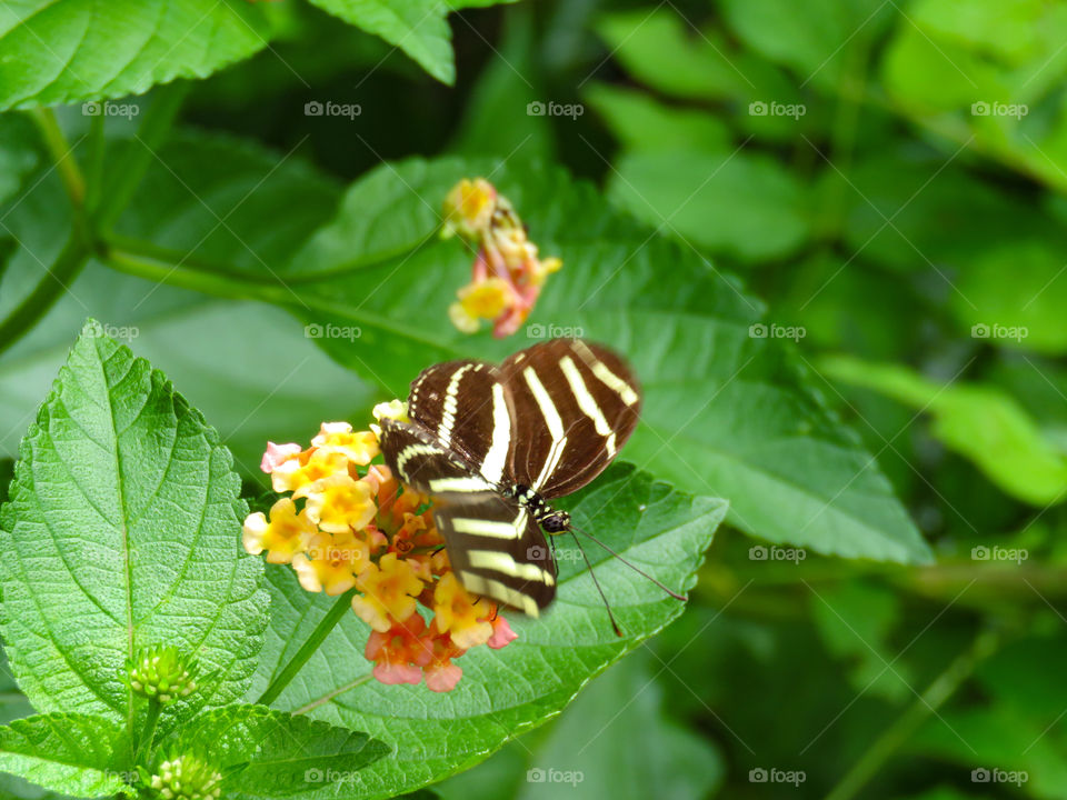 Zebra longwing