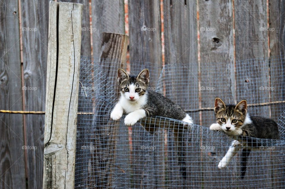 Kittens at leisure 