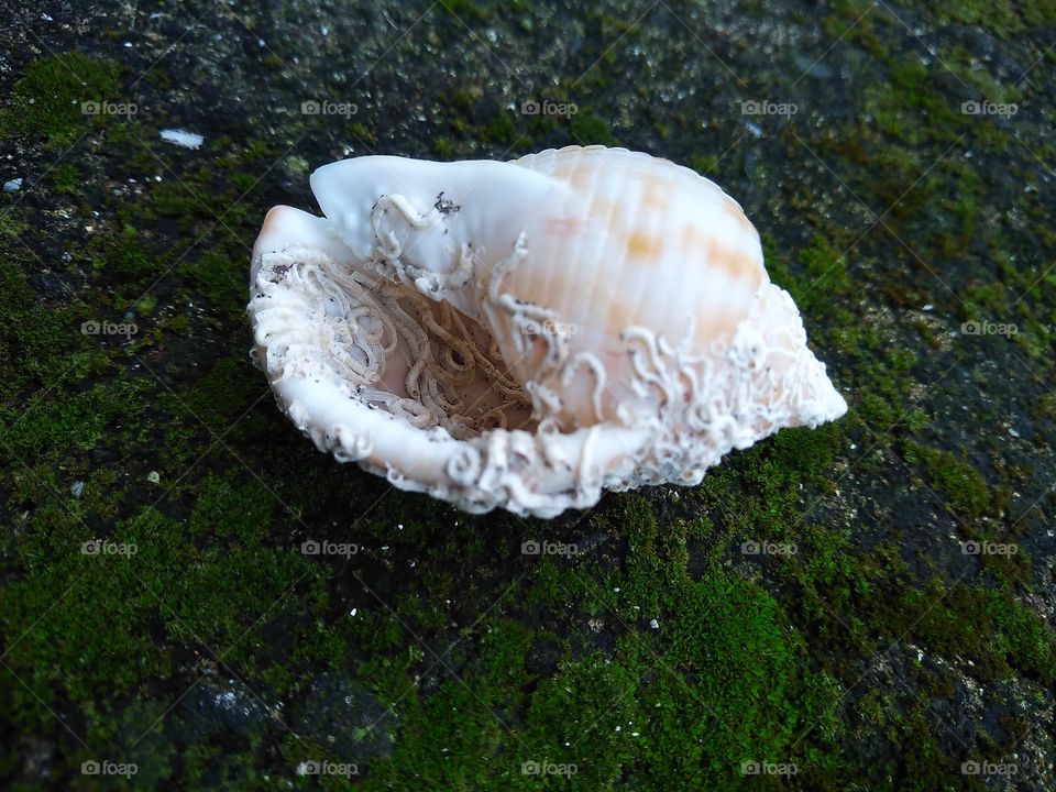 A shell with detail on moss