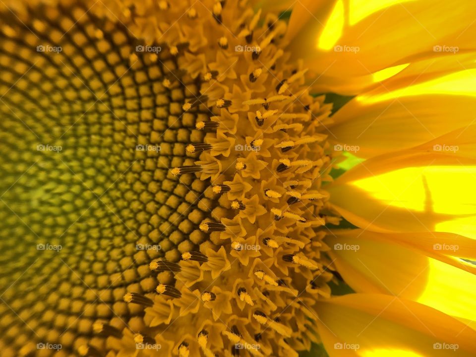 An explosion of yellow! A closeup in a sunflower gives us so many details, perfection! Patterns and a combination of textures that amazes anyone...