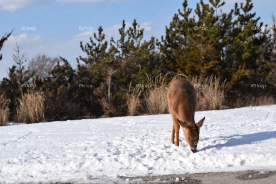 Deer in the snow at Robert Moses 