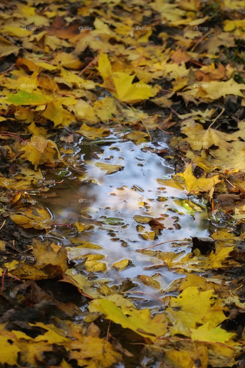 Puddle of water in the autumn forest