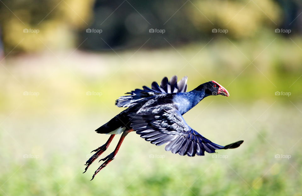 Australasian Swamphen 