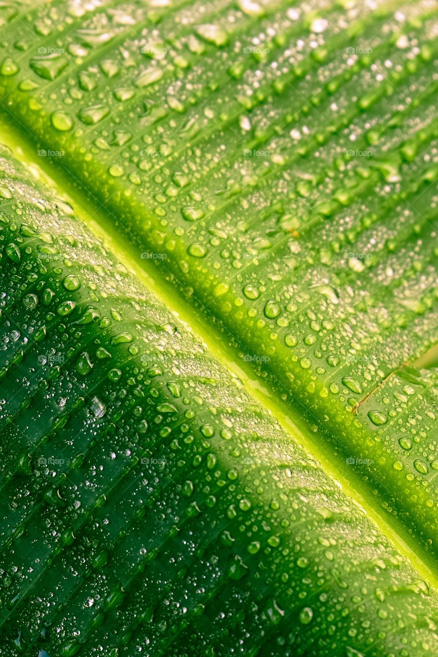Banana palmtree leaf texture