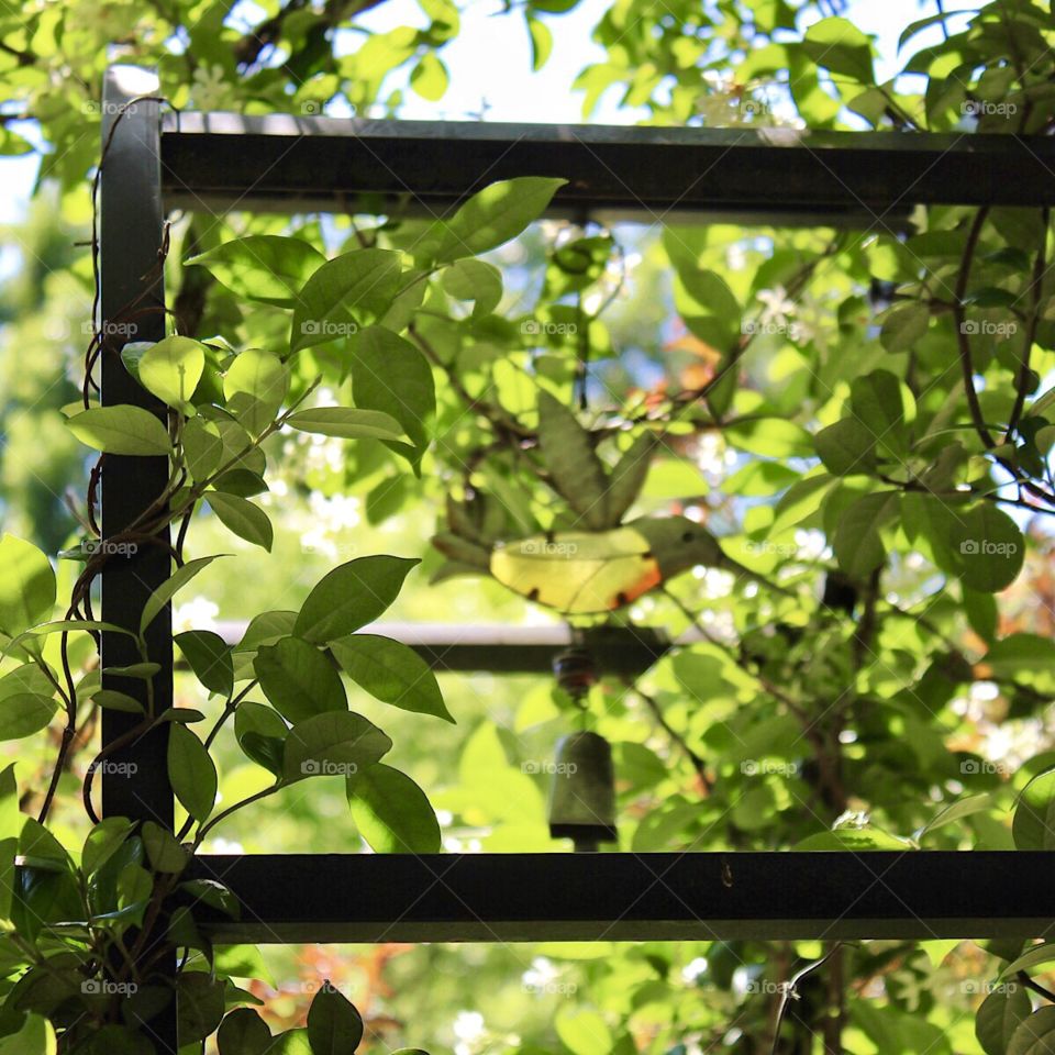 Hummingbird in the Honeysuckle 