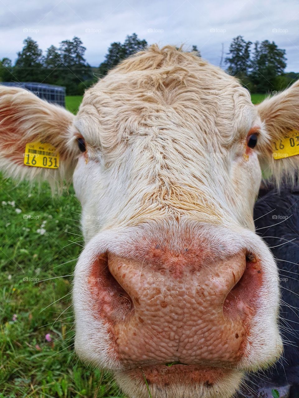 front of a brown cow