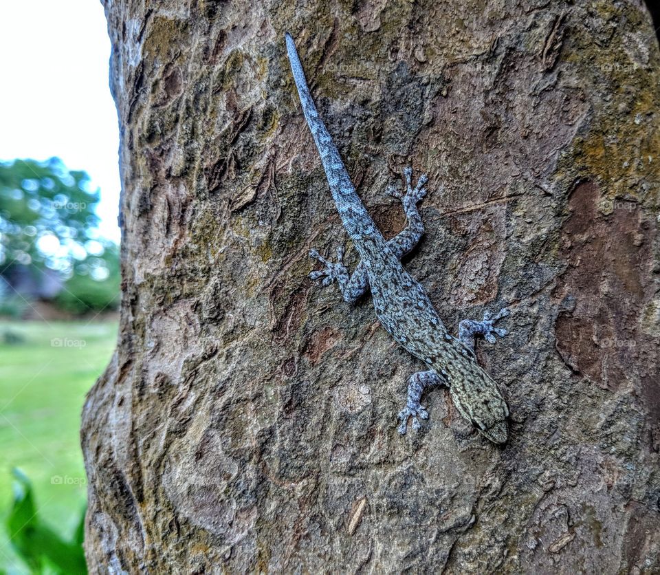 Lizard, Reptile, Tree, Nature, Wood