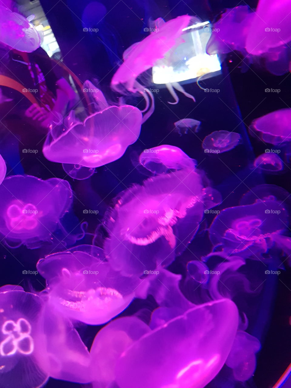 vibrance of the jellyfish