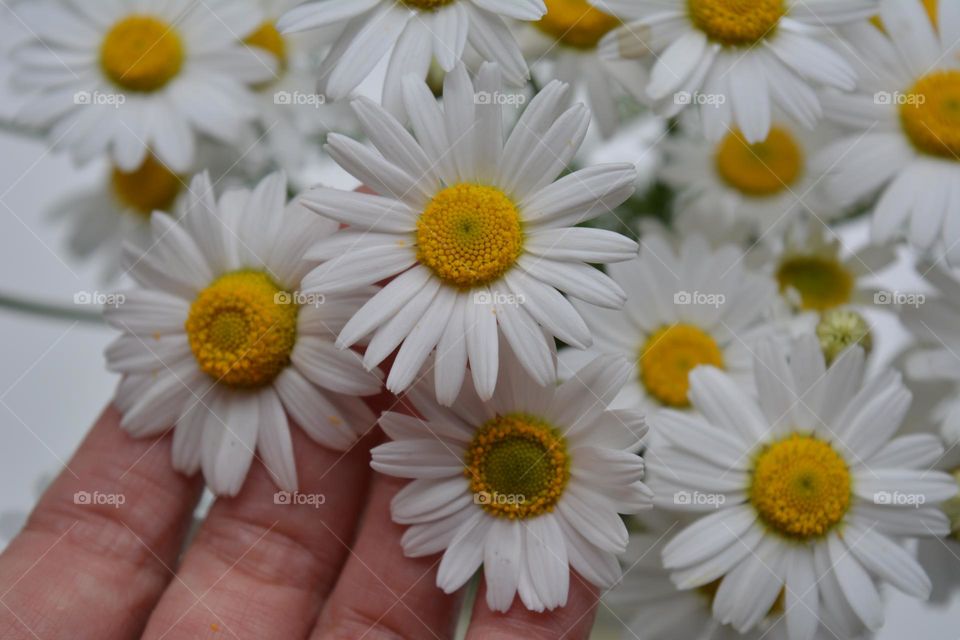 camomile flowers round beautiful texture background