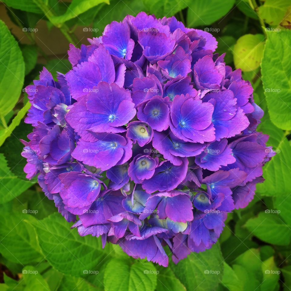 Purple Hydrangea in full summer bloom