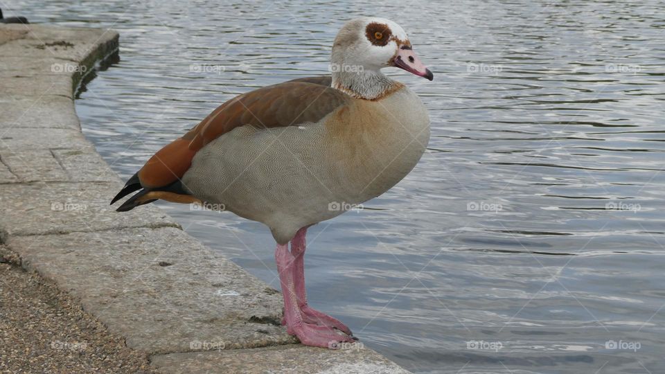 A goose at a pond