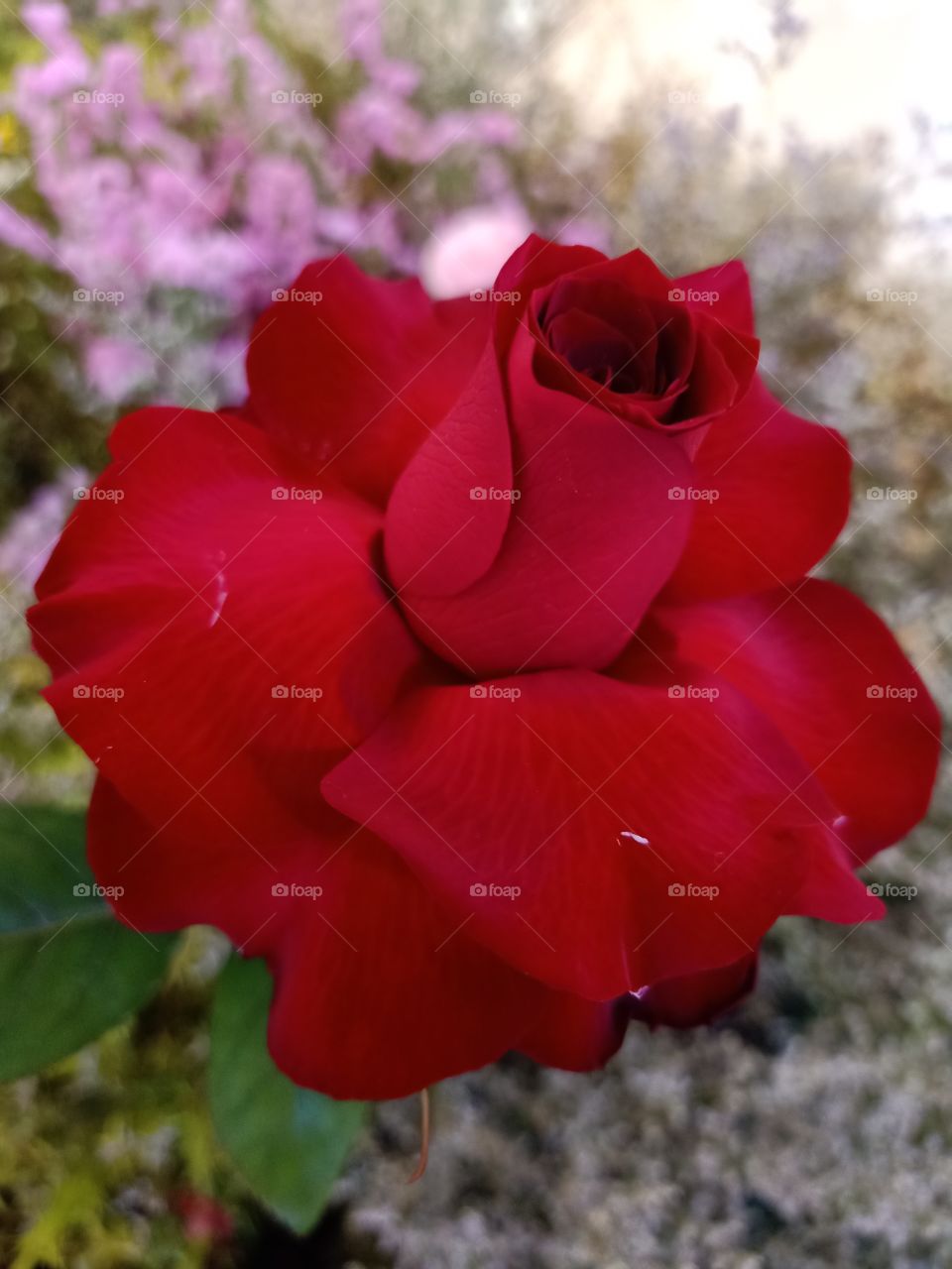 Beautiful red rose