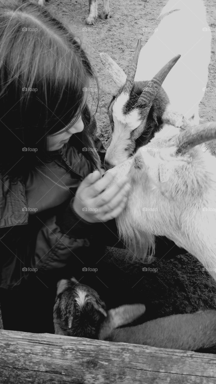 goats' affection