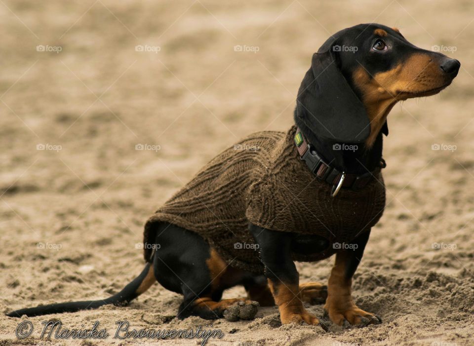 A little scary teckel