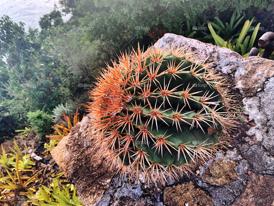 Cactus mountain side 