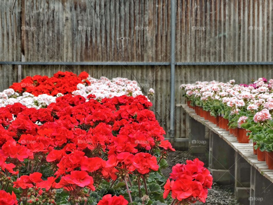 Colorful Begonias. Red And Pink Begonias Growing In A Greenhouse
