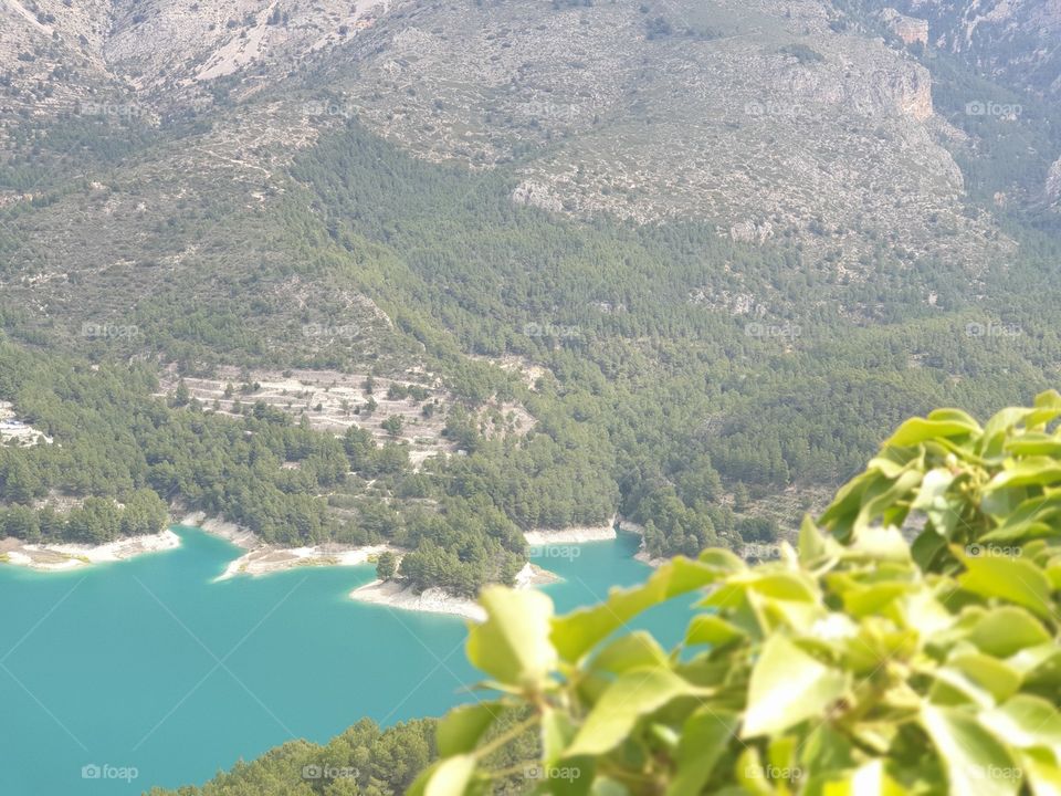 Forest#nature#plants#trees#mountain#lake#leaves