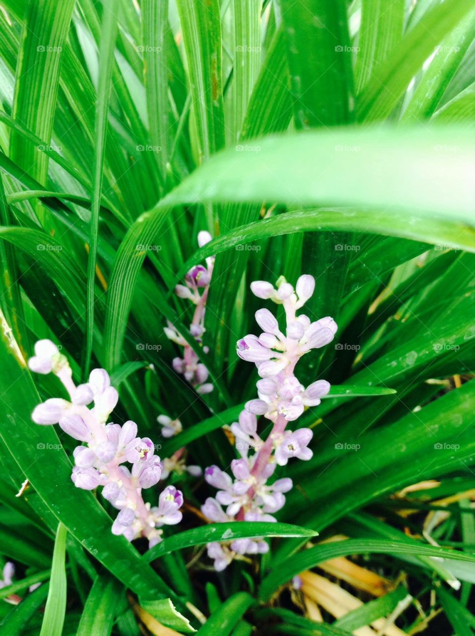 Lily grass
Flowers