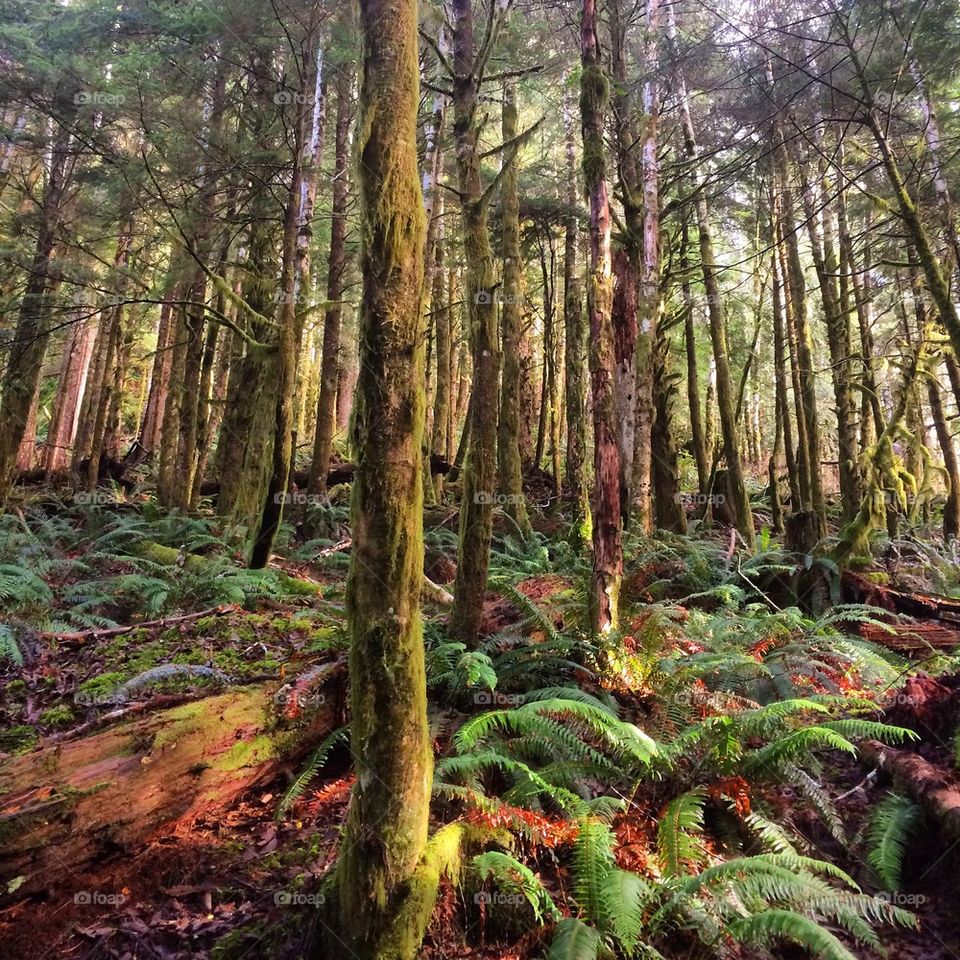 View of trees in forest