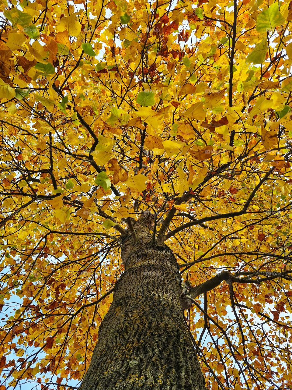 Beauty of autumn colors