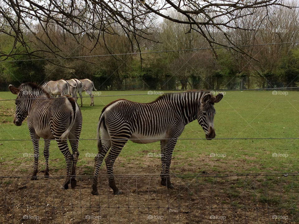 Zebras at marwell zoo