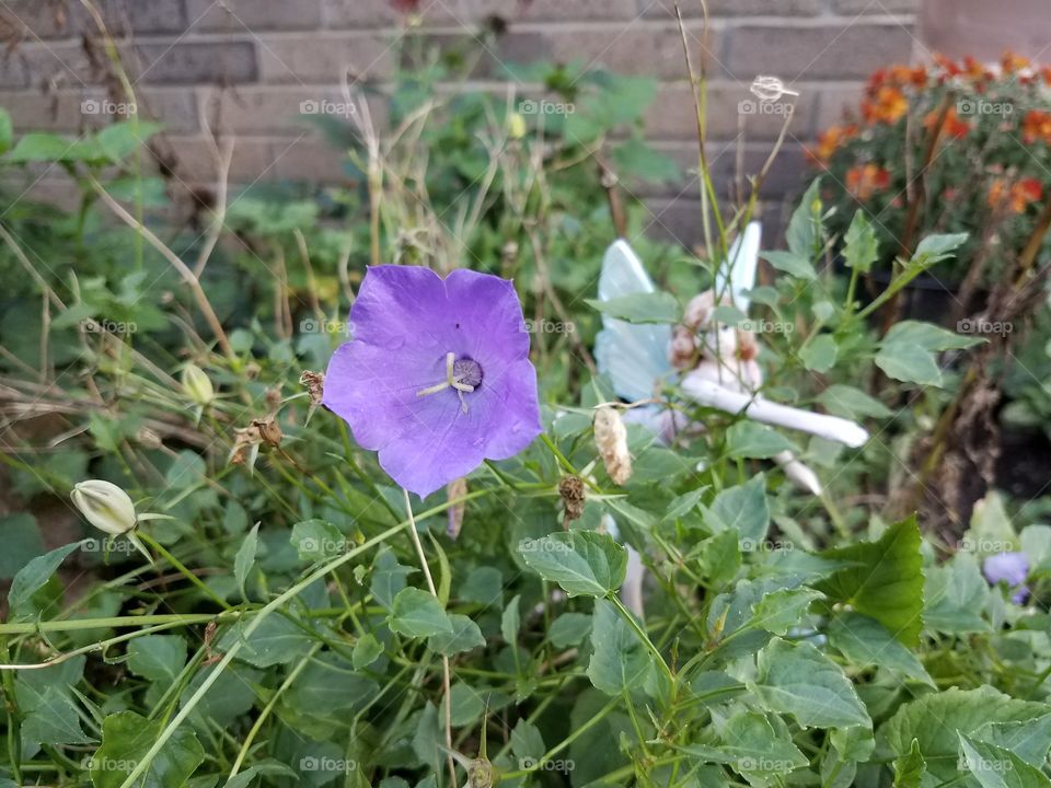 leave room in your garden for fairies