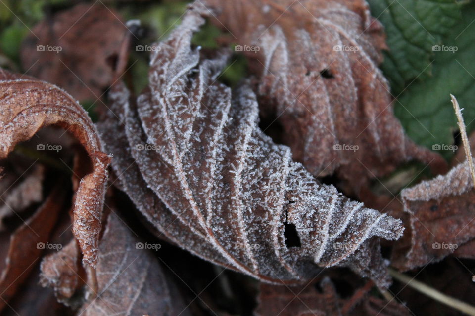Frosty leaf