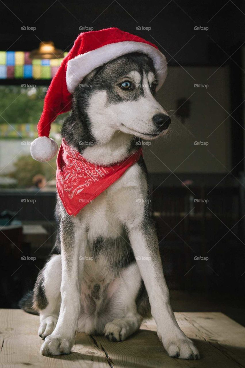 Christmas husky