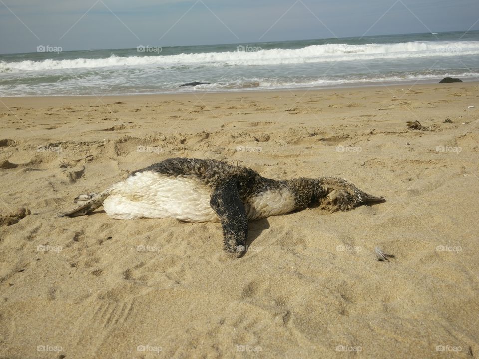 Dead penguin on an Atlantic beach. Sand, waves. Environmental problems and environmental pollution are dangerous for birds and animals.