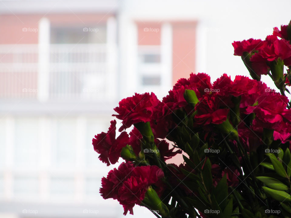 The Red Flowers