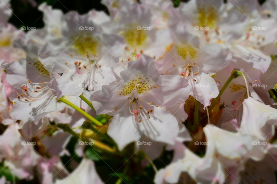 Rhododendron 