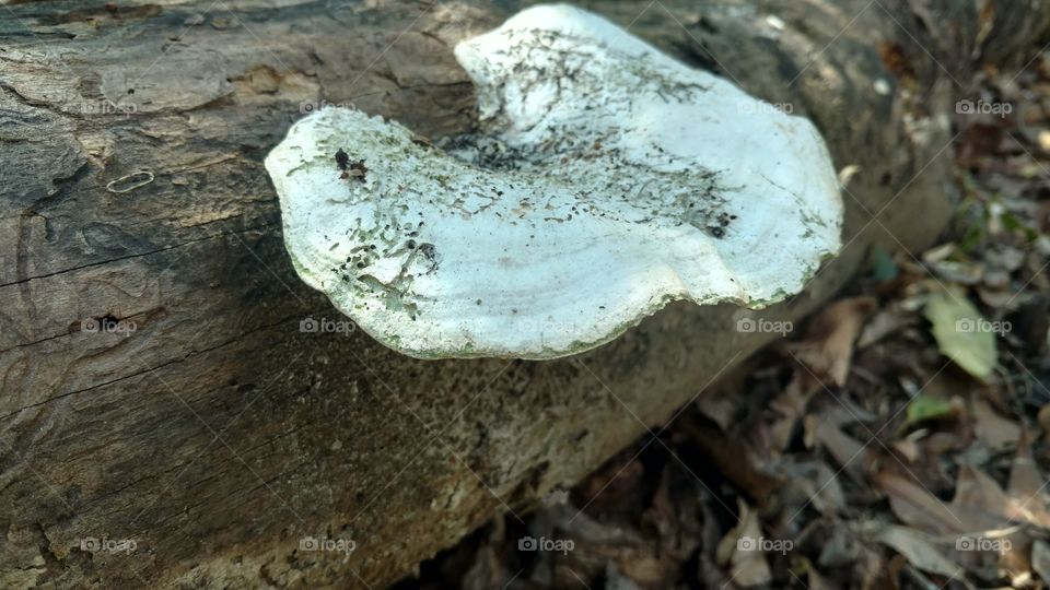 Nature, No Person, Fungus, Wood, Tree