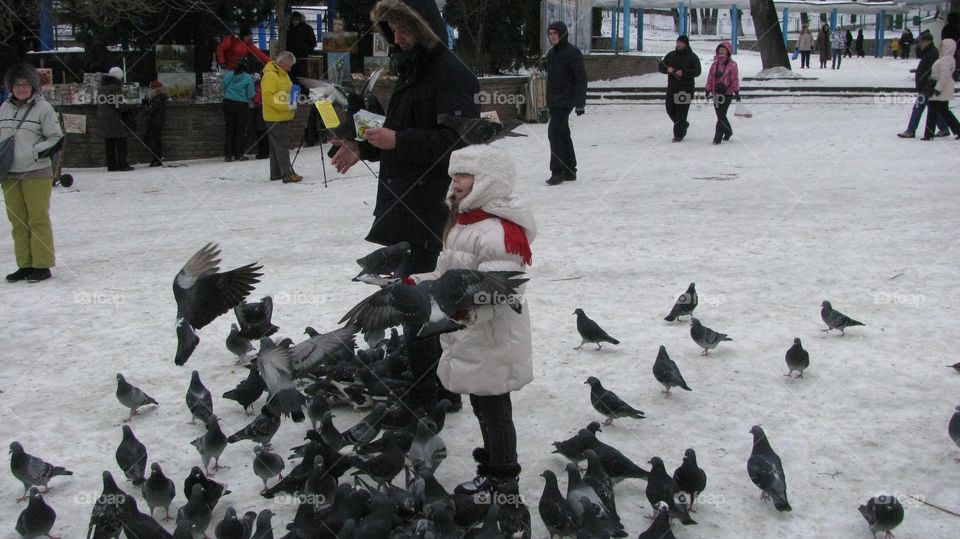 Bird, Group, Many, Pigeon, People