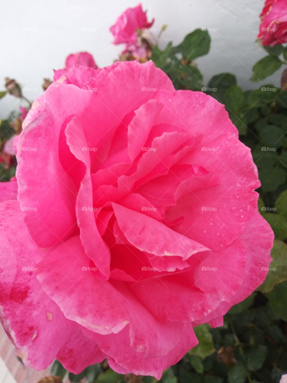 open pink blooming roses