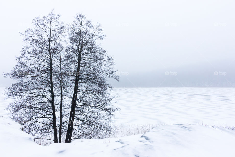 Beautiful tree by frozen lake on a foggy day, the ice is covered with snow wave pattern made by the wind, signs of winter 