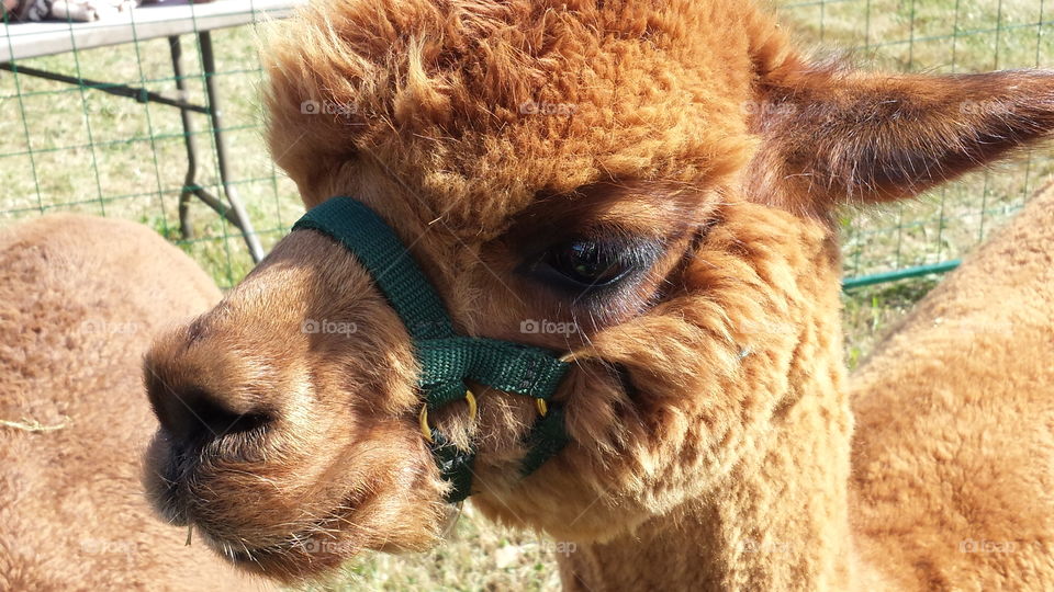 Close-of a alpaca