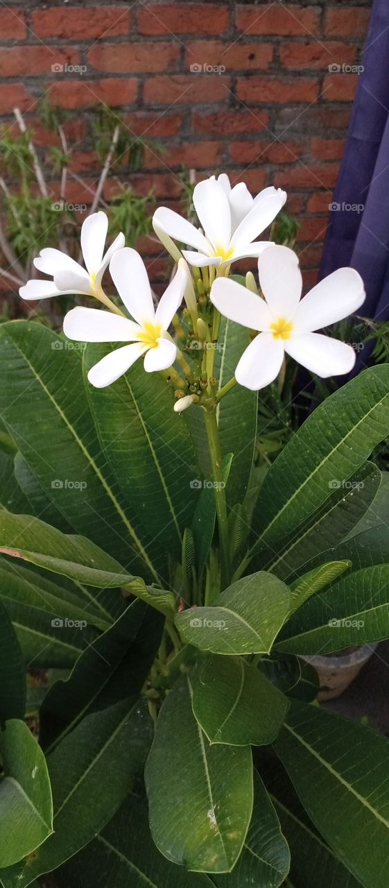 Plumeria is a genus of flowering plants in the family Apocynaceae. Most species are deciduous shrubs or small trees.