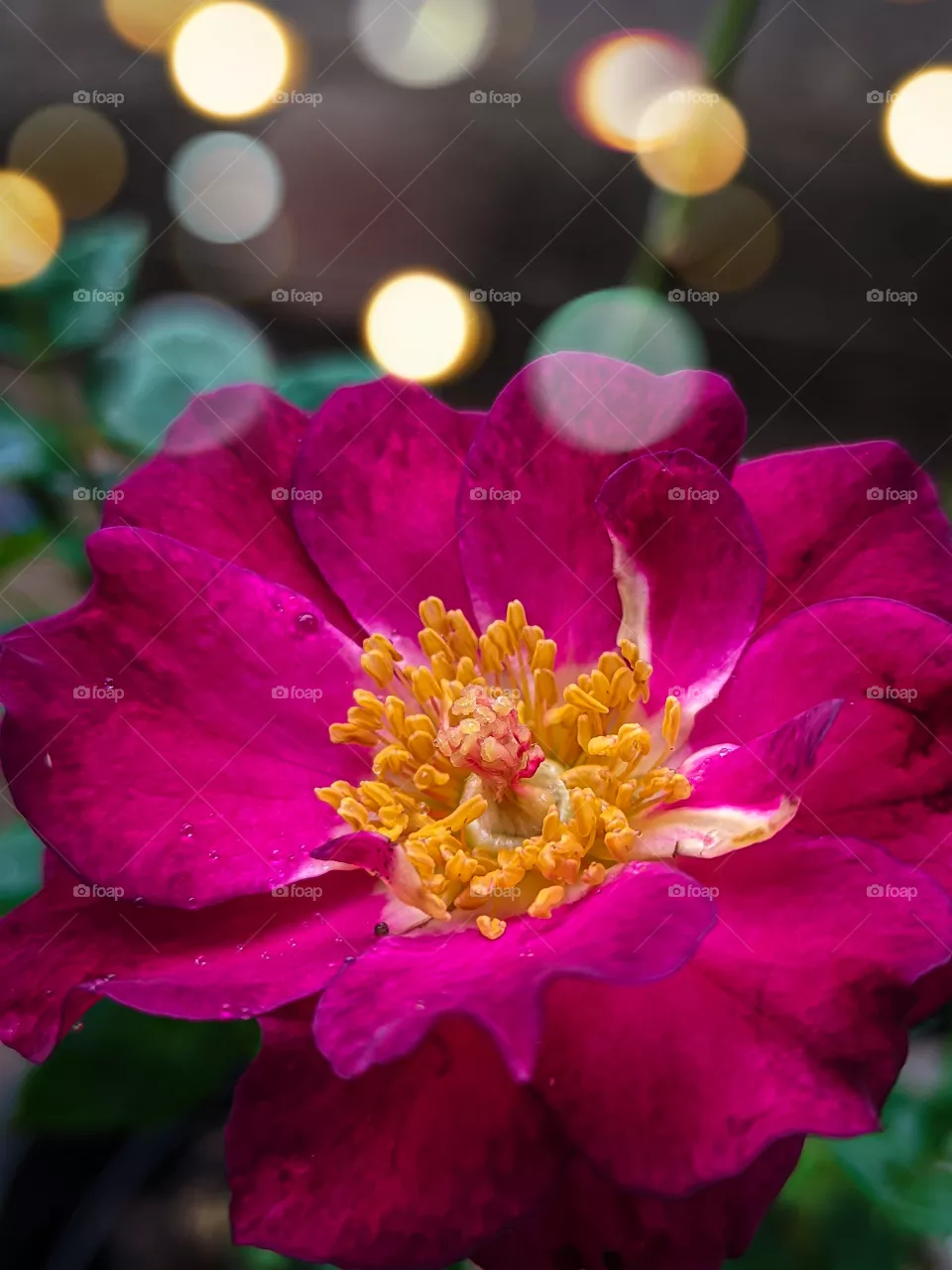 Rose