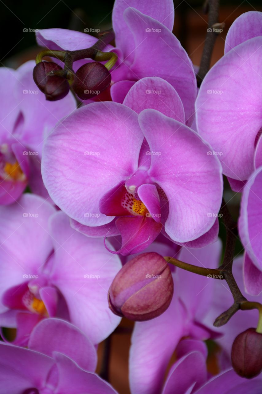Full frame close-up of pink orchid blossoms
