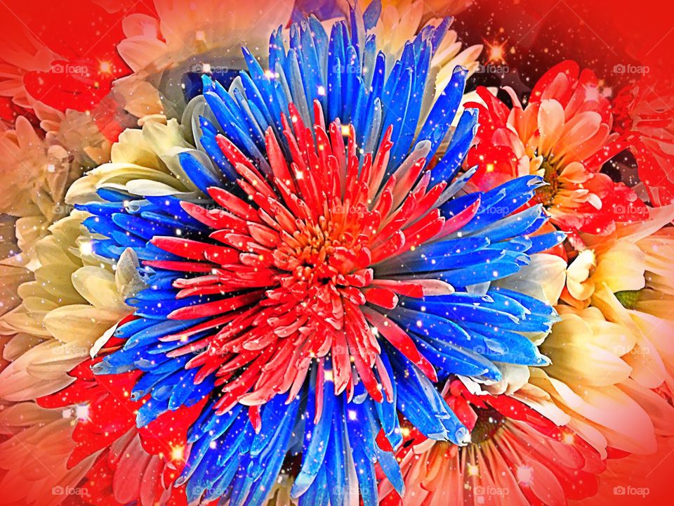 Red, white and blue flower