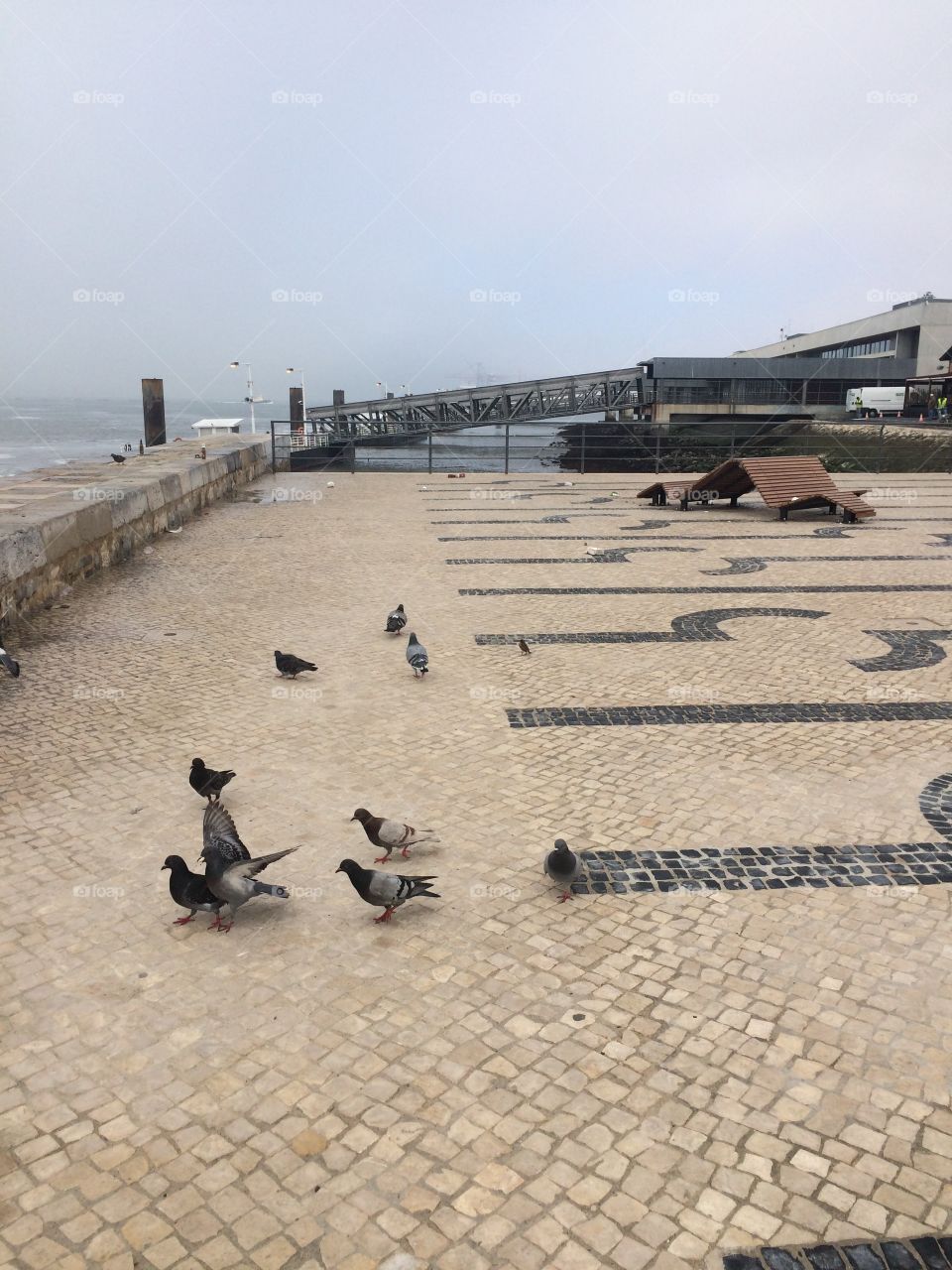 Cais Sodre near to river and some pigeons 