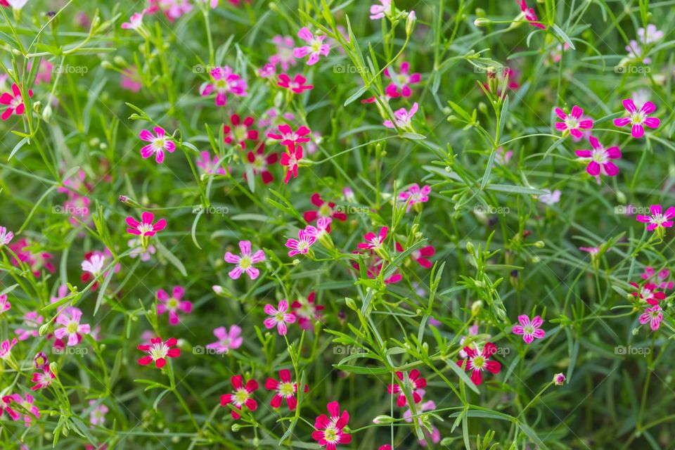 Beautiful many small red and pink blooming flower