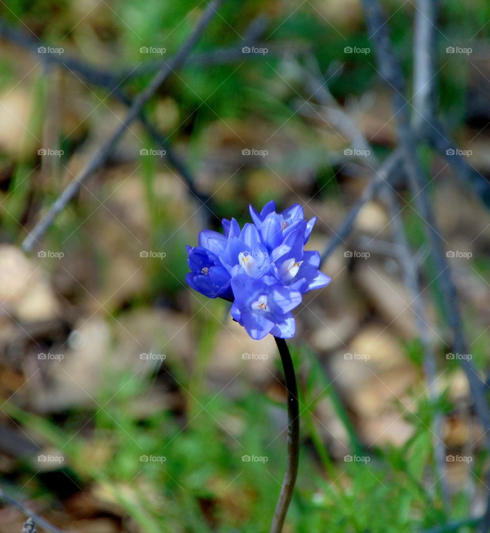 spring time wild flowers