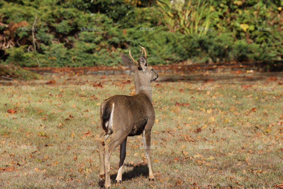 Deer wandering in the field in autumn 