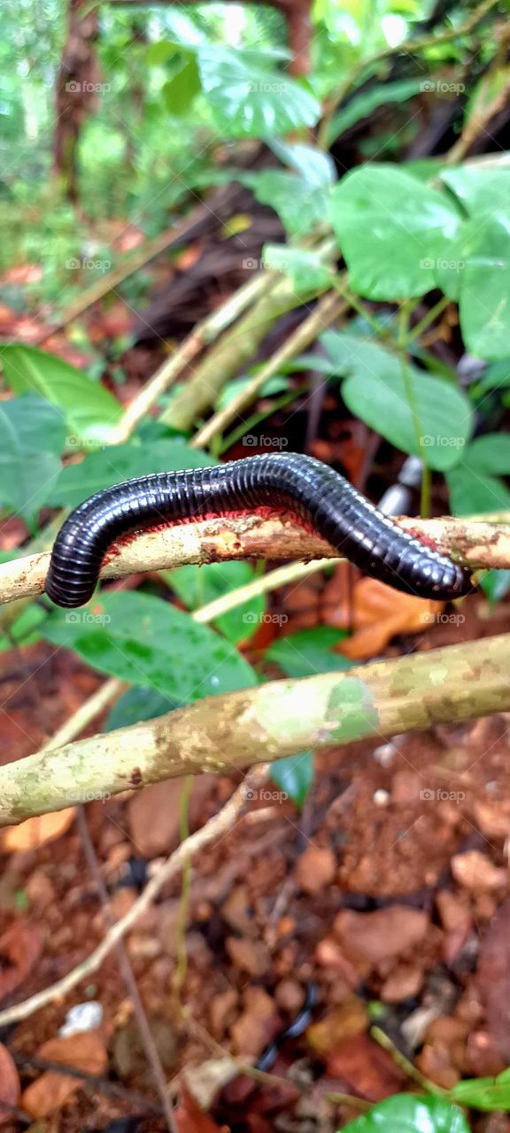 millipede