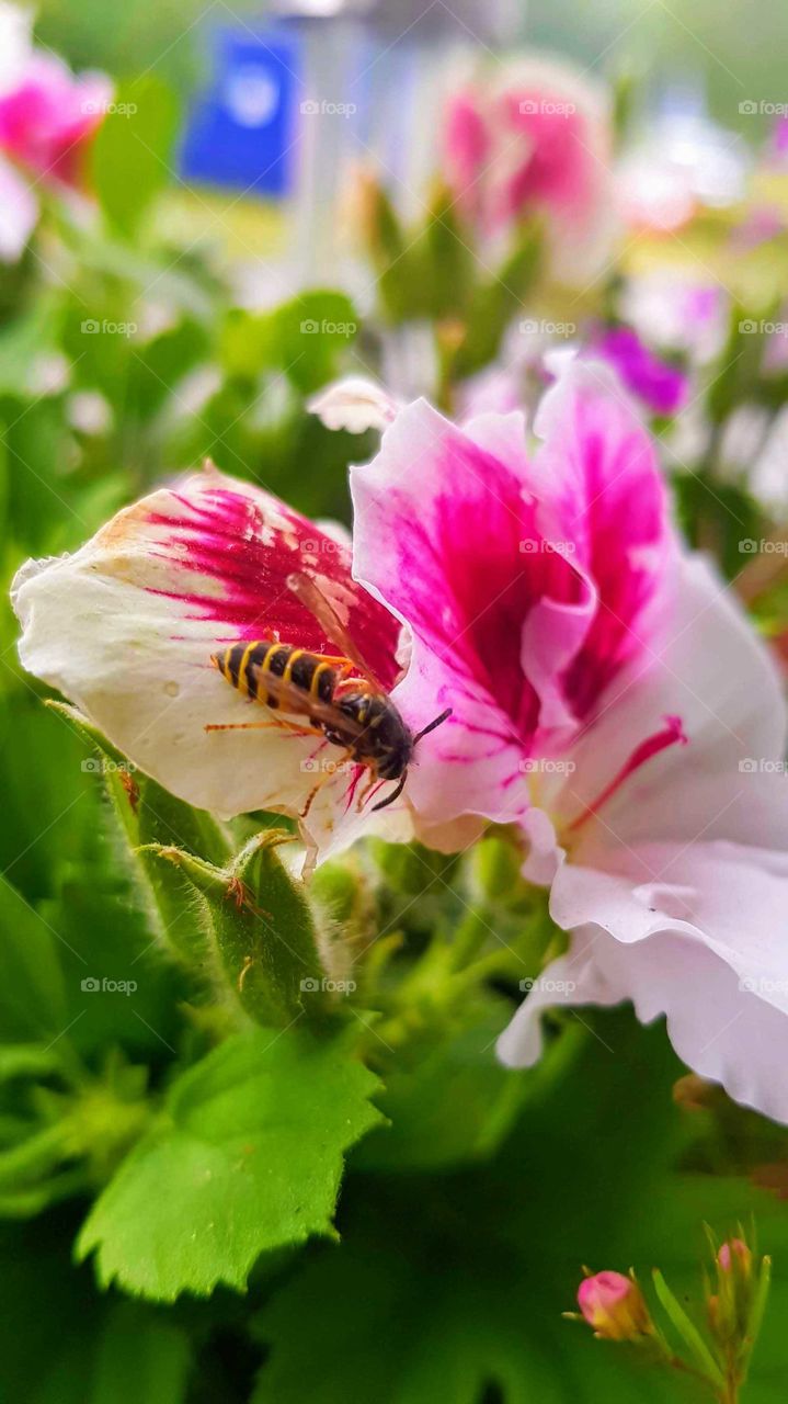 English geranium