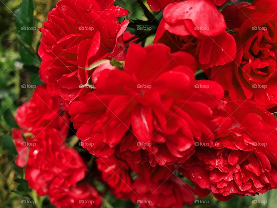 Closeup of beauty red roses