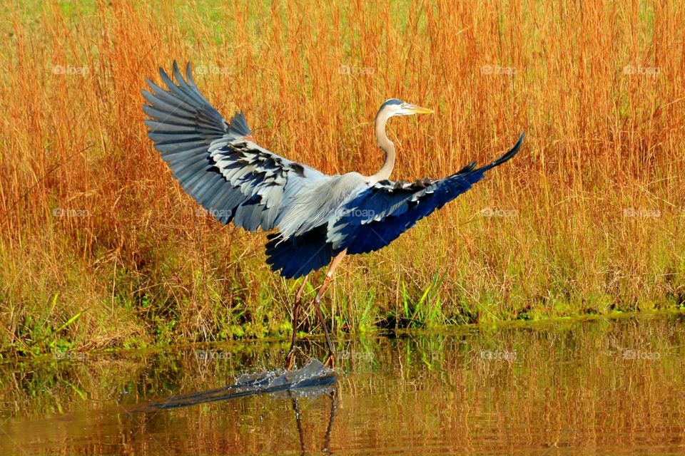 Golden Reeds pond