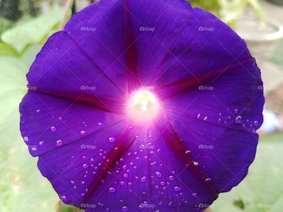 Flowers in our yard with the morning dew.