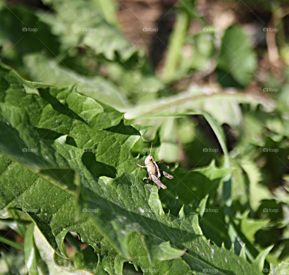 Beetle on plants